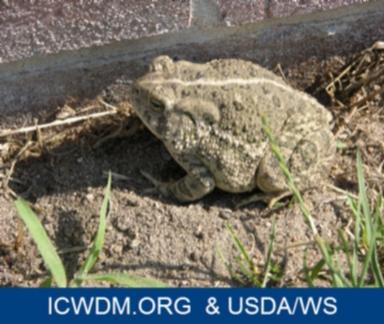 Rocky mountain toad sitting next to building