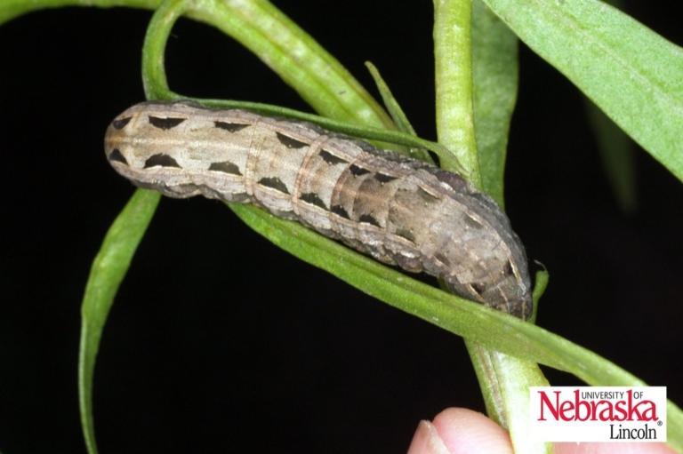 spotted cutworm